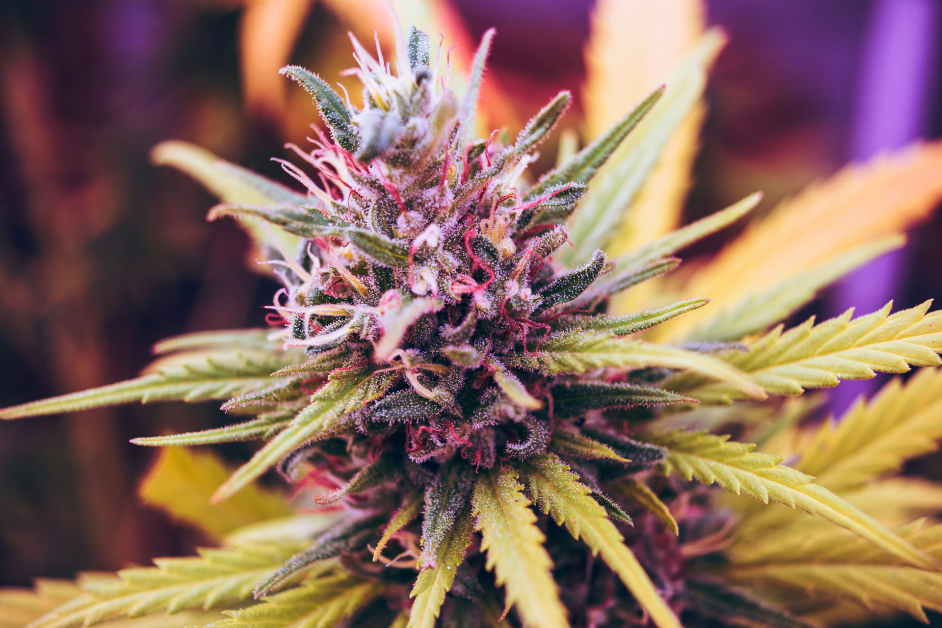 Binoid THCP Selection: Shop Potent Cannabis Products from D8 Austin