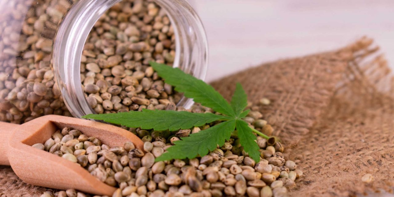 THC Therapeutics Cannabis Wellness OZ – Analysis of Medicinal Trends